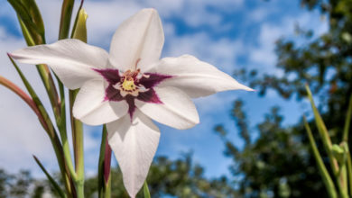 Photo of Acidanthera (Stern Gladiolus): Richtig pflegen, pflanzen und vermehren
