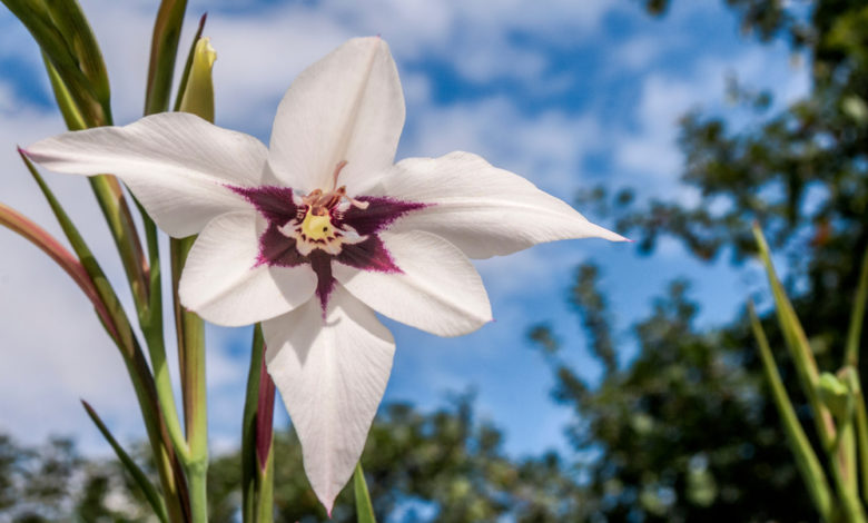 Acidanthera