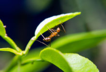 Photo of Waldameisen im Garten bekämpfen: Tipps und Hausmittel