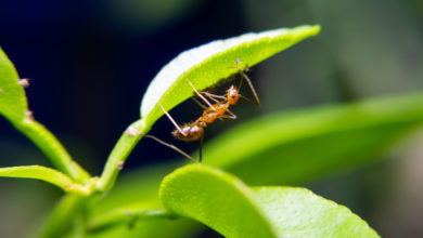Photo of Waldameisen im Garten bekämpfen: Tipps und Hausmittel