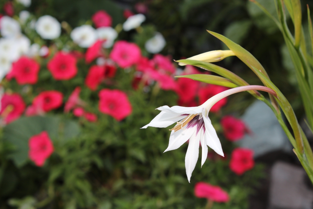 Stern Gladiolus