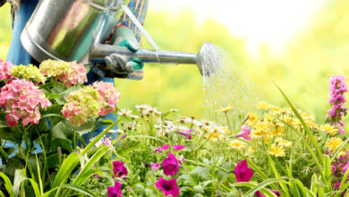 Photo of Garten richtig gießen: Was Hobbygärtner häufig falsch machen