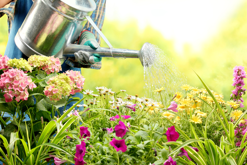 Garten richtig gießen Was Hobbygärtner häufig falsch