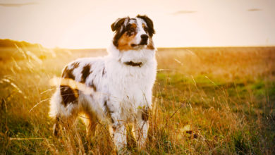 Photo of Australian Shepherd: Ein unermüdlicher und lebensfroher Beschützer