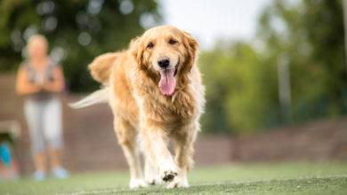 Photo of Golden Retriever: Der ideale Familienhund