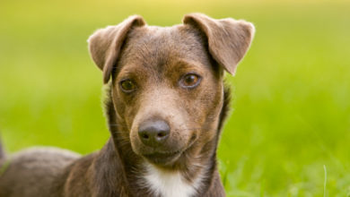 Photo of Patterdale Terrier: Ein gutmütiges Energiebündel