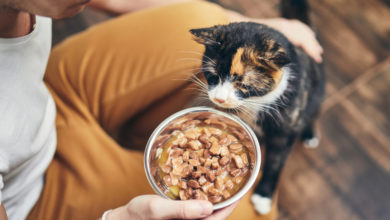 Photo of Katze frisst nicht: Wie sollten Tierhalter reagieren?