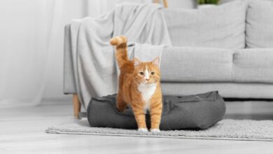 Photo of Eine Katze zieht ein: So fühlt sich der Stubentiger wohl